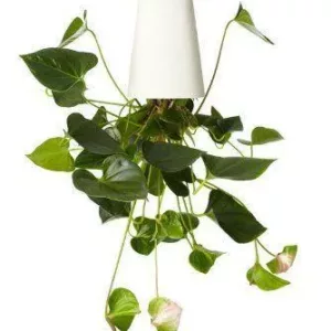 Sky Planter - origineller Blumentopf als Geschenk!