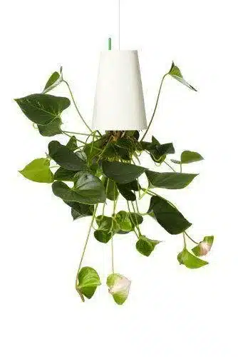 Sky Planter - origineller Blumentopf als Geschenk!