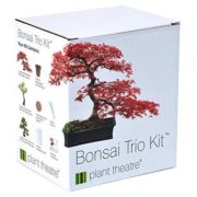 Ein Bonsai Pflanzset für 3 originelle Bonsaibäume