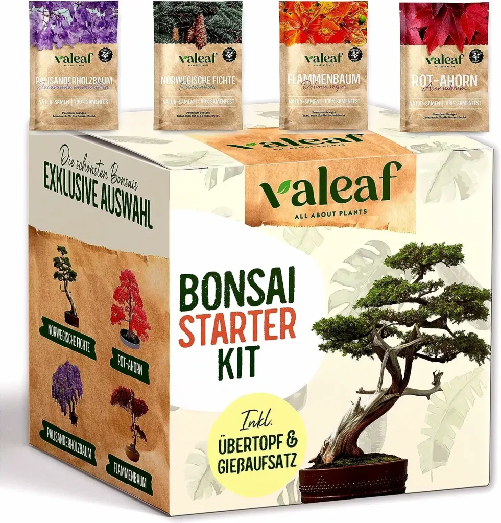 Ein Bonsai Pflanzset für 4 originelle Bonsaibäume