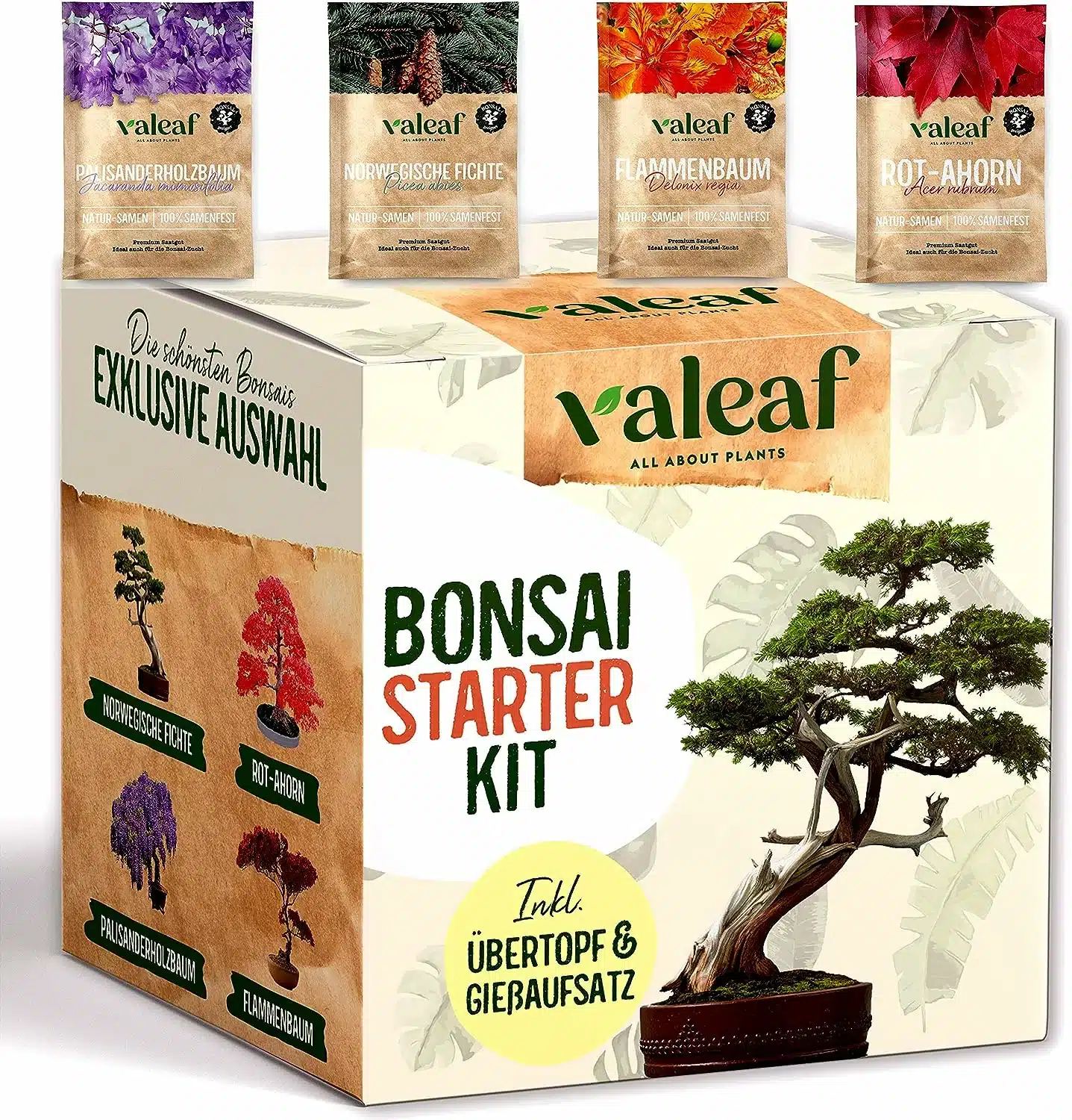 Ein Bonsai Pflanzset für 4 originelle Bonsaibäume