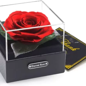 Rose in einer Geschenkbox