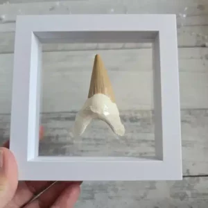 Fossiler Hai-Zahn im Schweberahmen