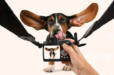 Hunde Fotoshooting