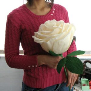 Liebesbeweis Riesen Rose