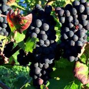 Weinprobe als Online-Event