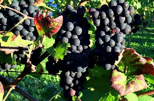 Weinprobe als Online-Event