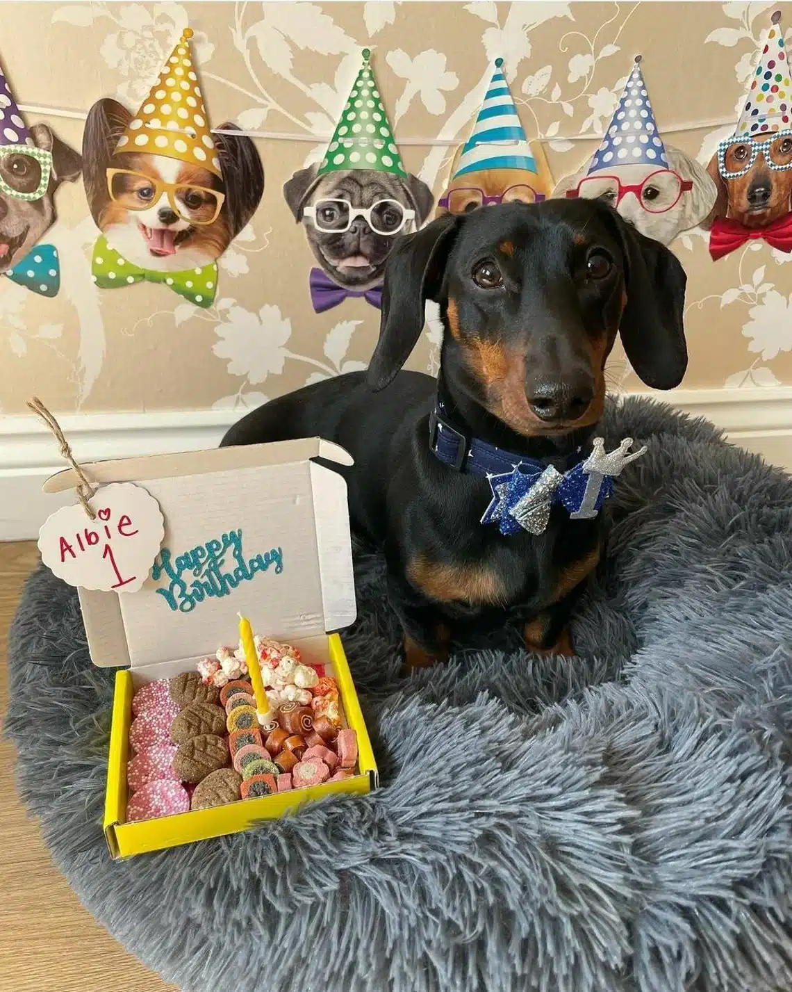 Geschenkbox für Hunde